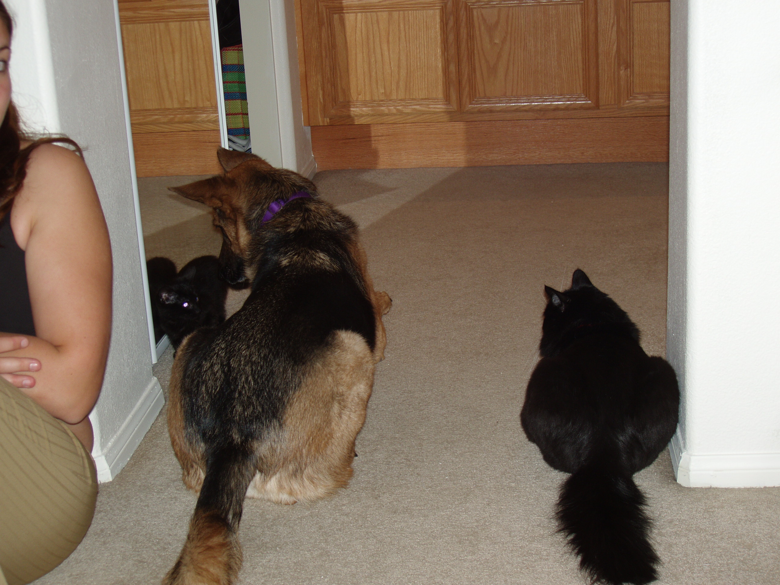 dogandcat.jpg